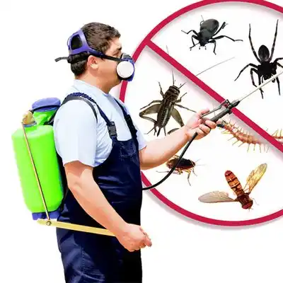 pest control Burgin